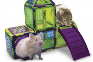 Stanovanje za hrčka: kaj bi moral biti?